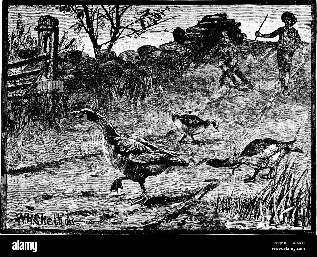 Grab neck animal Black and White Stock Photos & Images Alamy