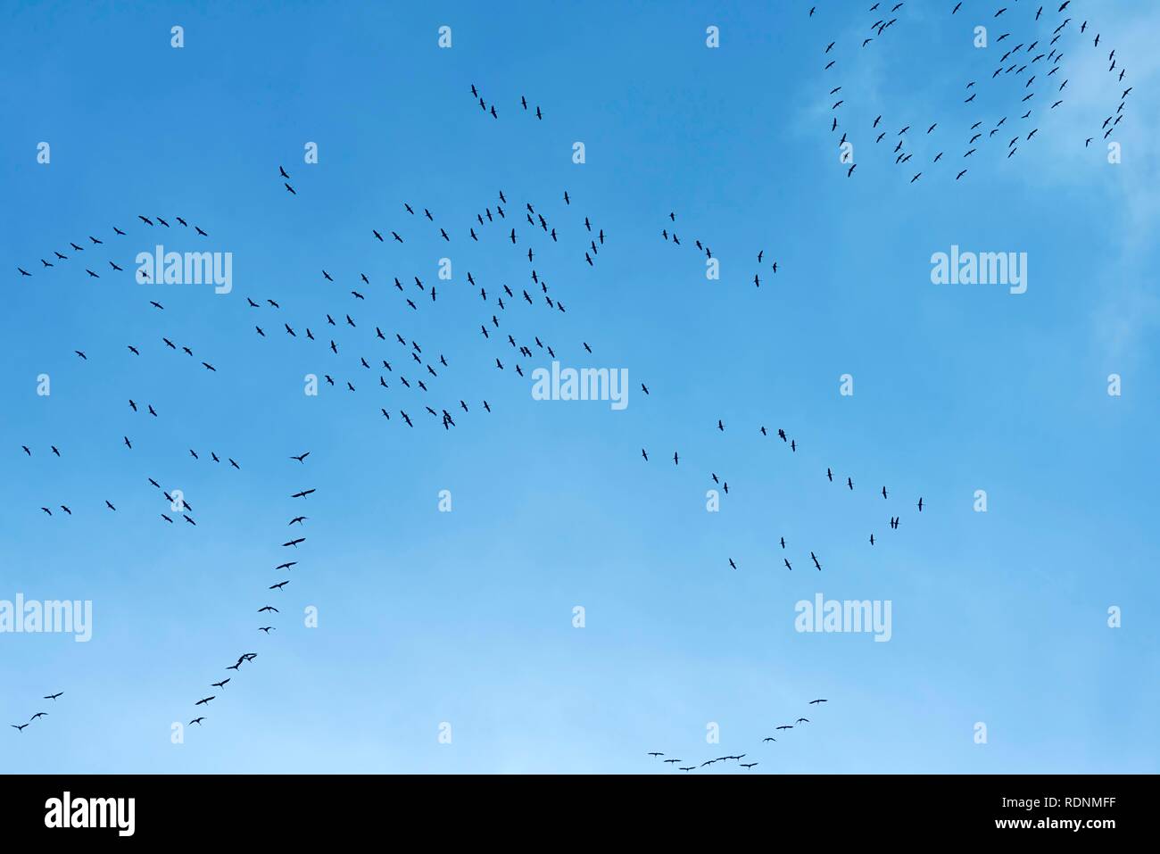 Cranes (Grus grus) gather on blue sky to fly to the south, bird migration, Münster, North Rhine-Westphalia, Germany Stock Photo