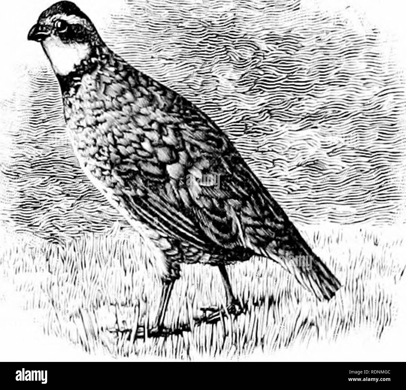 Shooting on upland, marsh, and stream. A series of articles written by prominent sportsmen, descriptive of hunting the upland birds of America ..