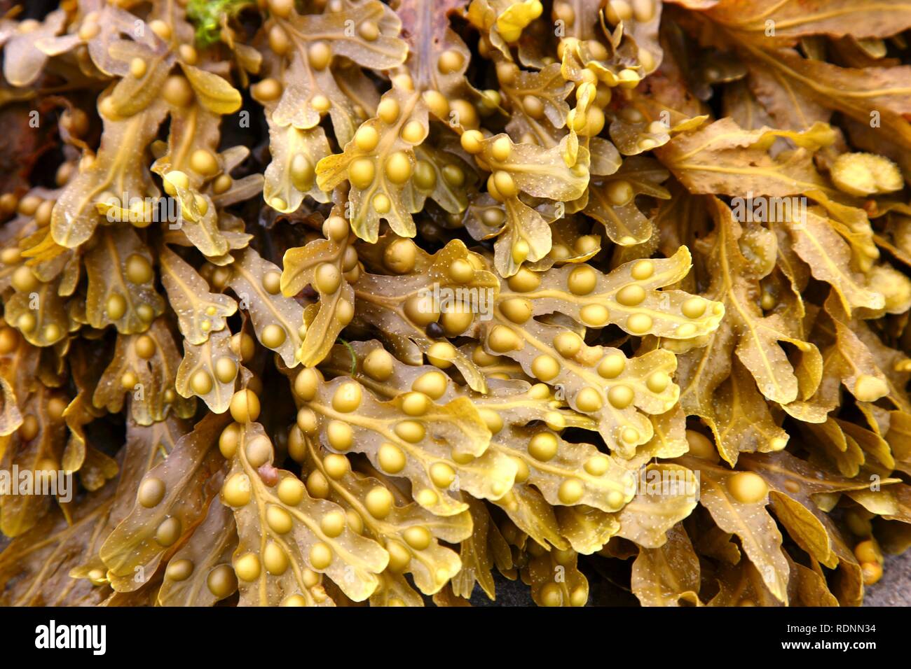 Seaweed, water plant, at low tide Stock Photo