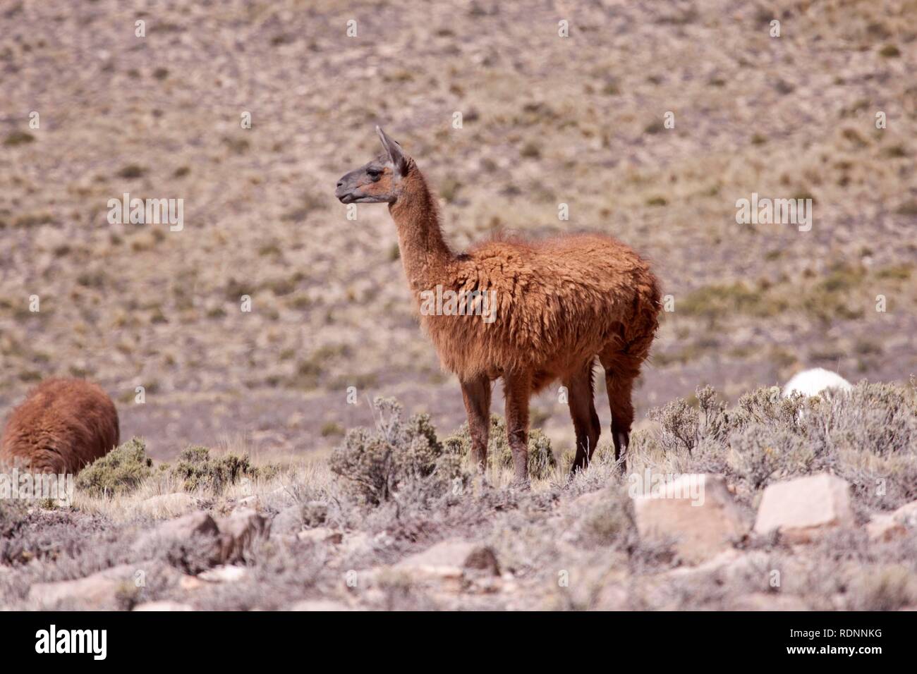 Peru fauna hi-res stock photography and images - Alamy