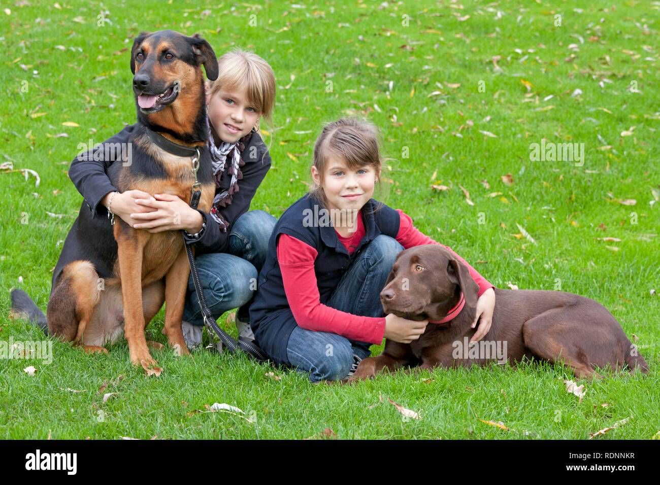 Shepherd hound mix hi-res stock photography and images - Alamy