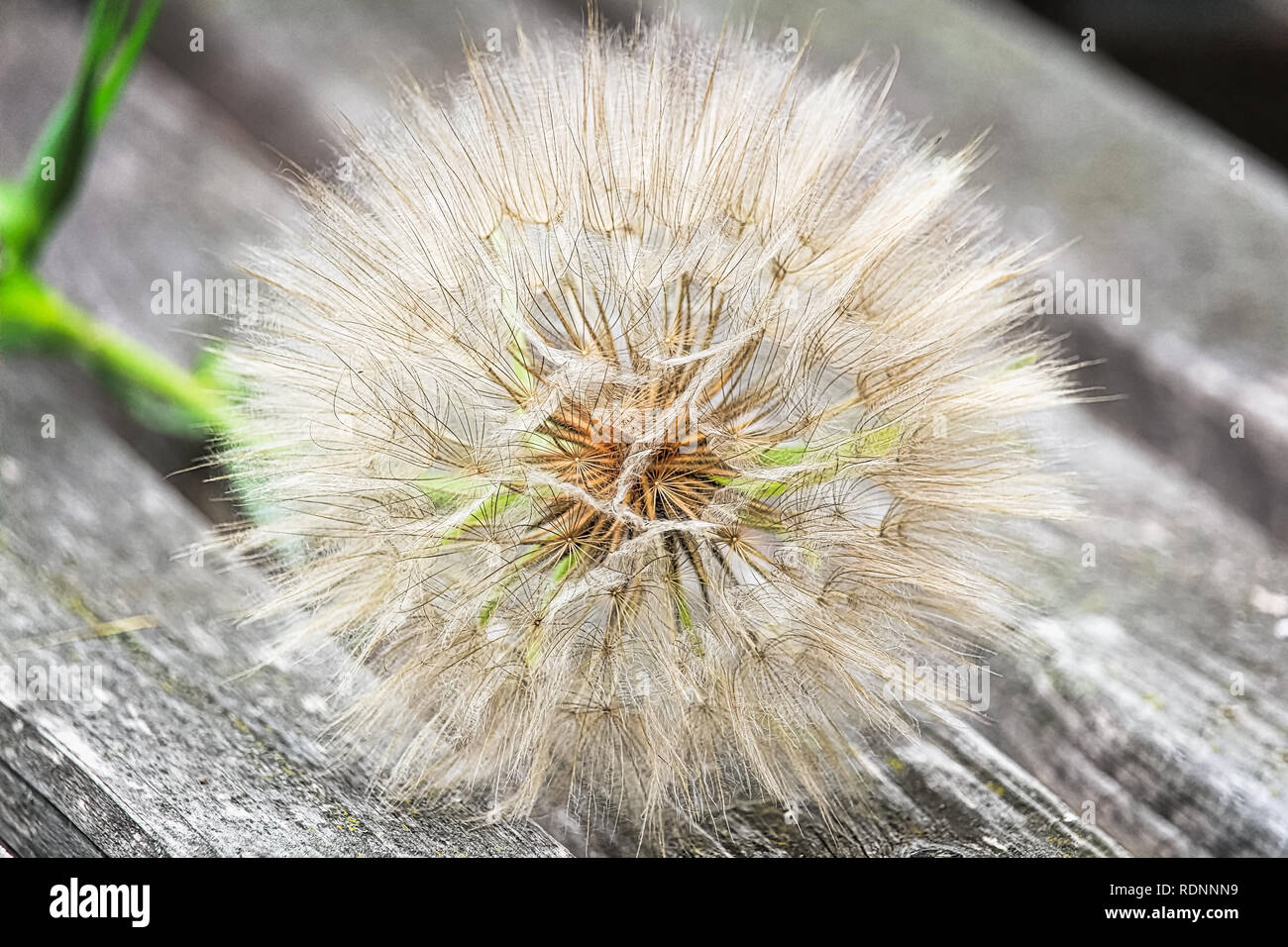 The seed head of a large weed - tragopogon. Stock Photo