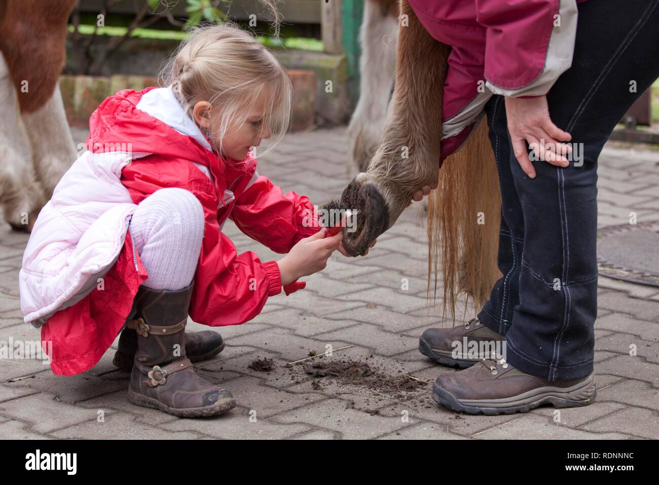 Young girl cleaning the hooves of a pony Stock Photo