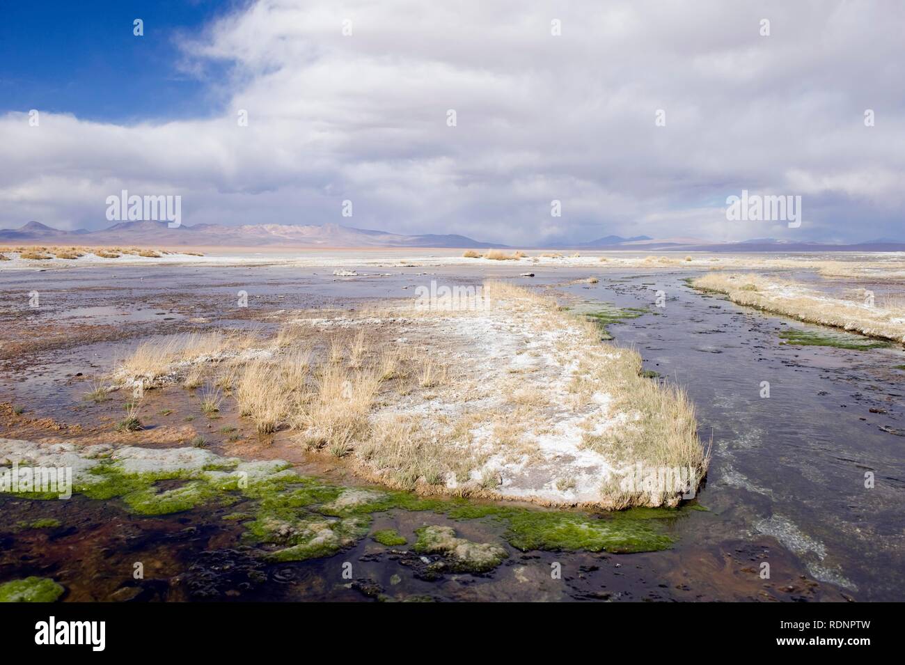 Laguna Salada, also known as Laguna Polski, Altiplano shallow salt lake, Potosi, Bolivia, South America Stock Photo