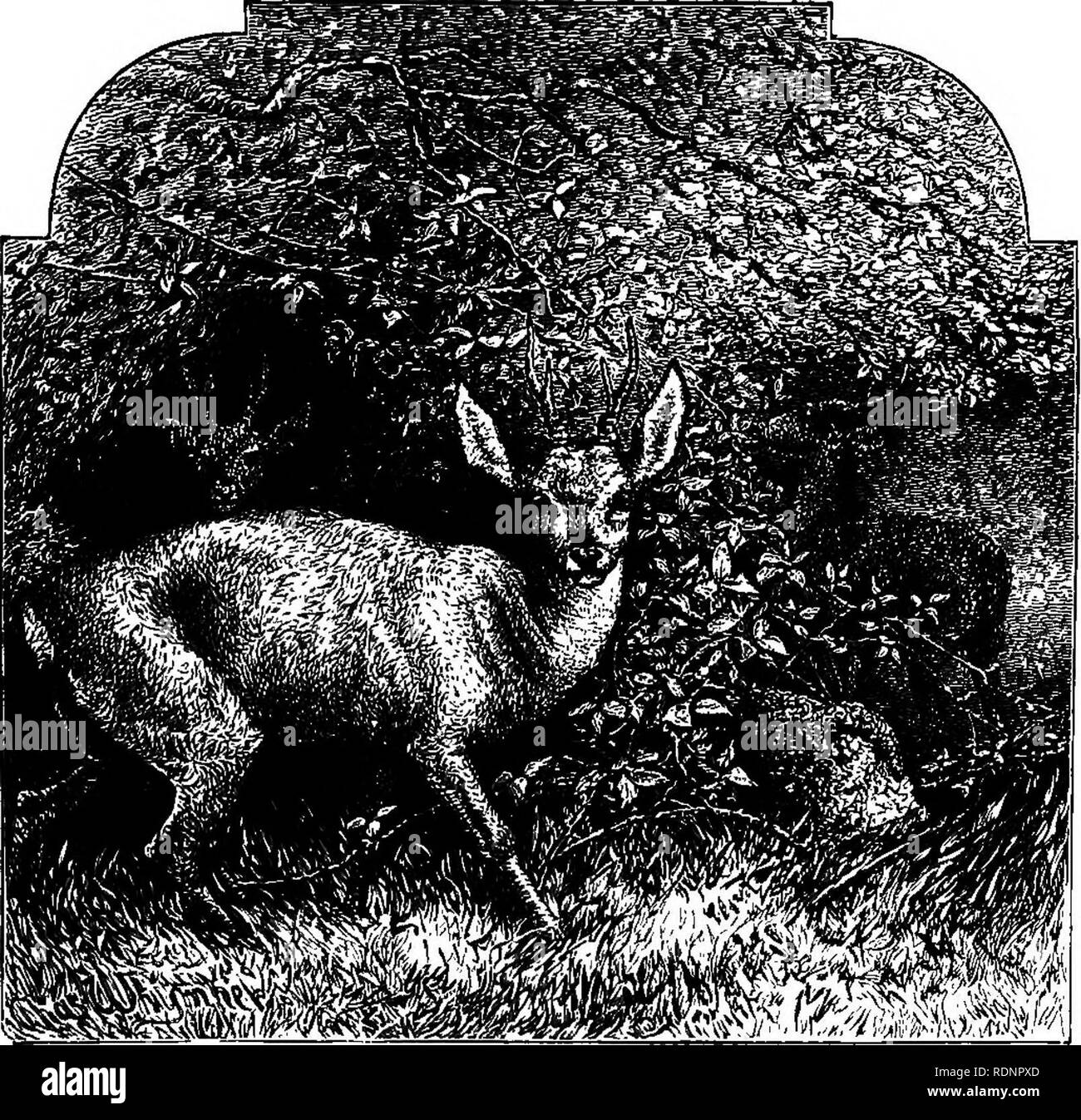 . Short sketches of the wild sports &amp; natural history of the highlands. Hunting; Natural history. CHAPTER II Roe : Mischief done byâFawnsâTame RoeâBoy killed by RoeâHunting Roe : Artifices ofâShooting Roeâ:Unlucky shotâChange of colourâ^Swimmingâ Cunning Roe. â ; i. i As the spring advances, and the larch and other deciduous trees again put out their foliage, I see the tracks of roe ^ and the animals themselves in new and unaccustomed places. They now betake themselves very much to-the smaller and younger, plan- tations, where they can find plenty of one of their most favourite articles of Stock Photo