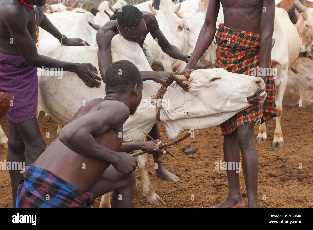 Herders taking blood from a cow, Nyangatom, Bume or Buma tribe, Omo Valley, Ehtiopia Stock Photo