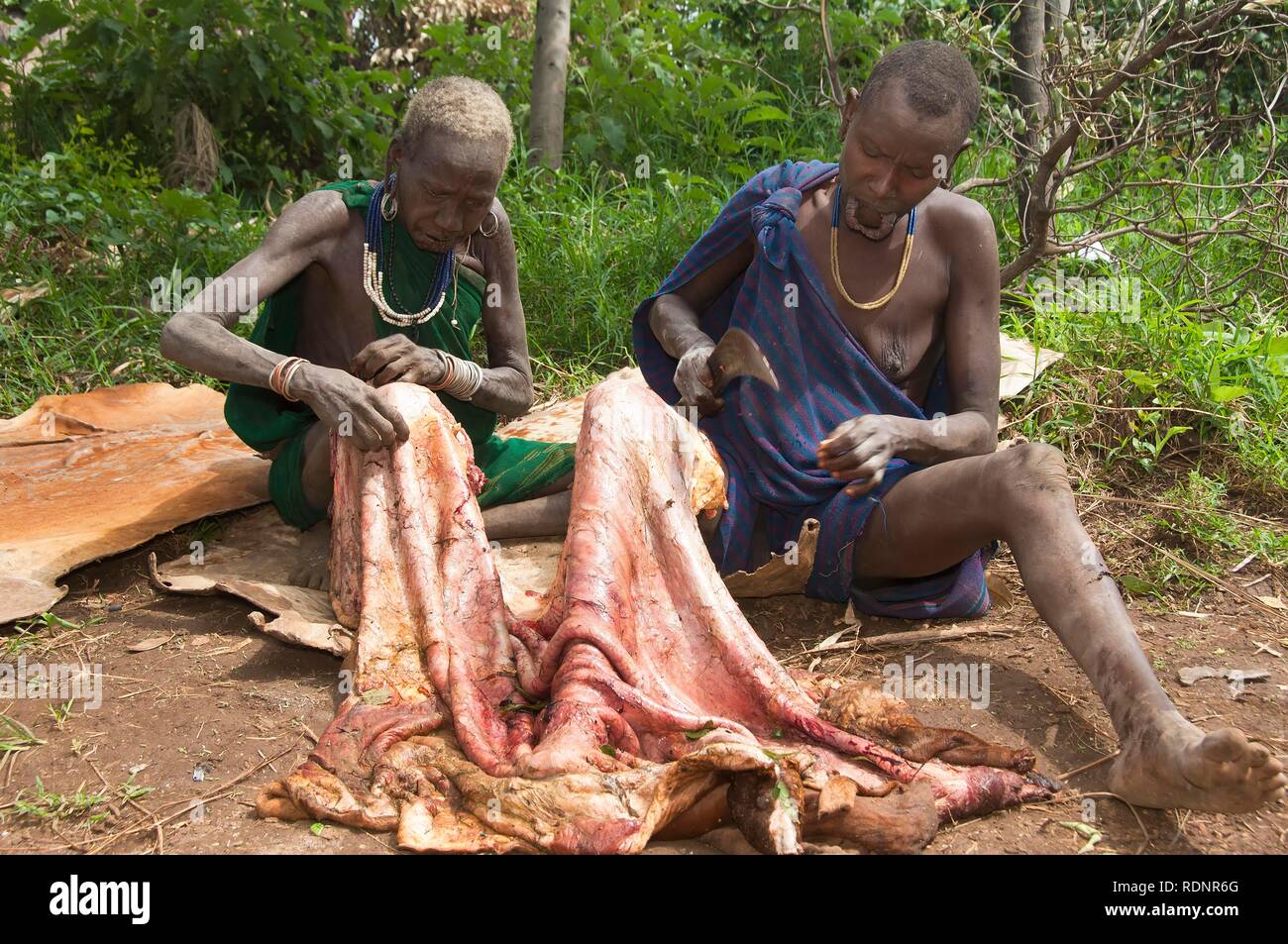 Surma women preparing a cow skin, Kibish, Omo valley Valley, Ethiopia, Africa Stock Photo