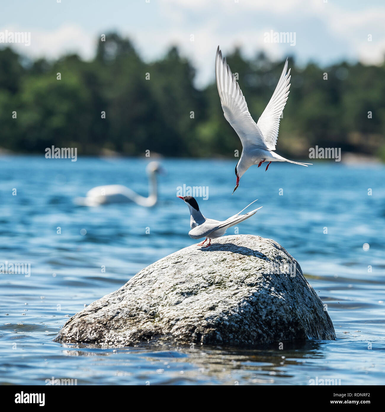 Birds on rock in lake Stock Photo