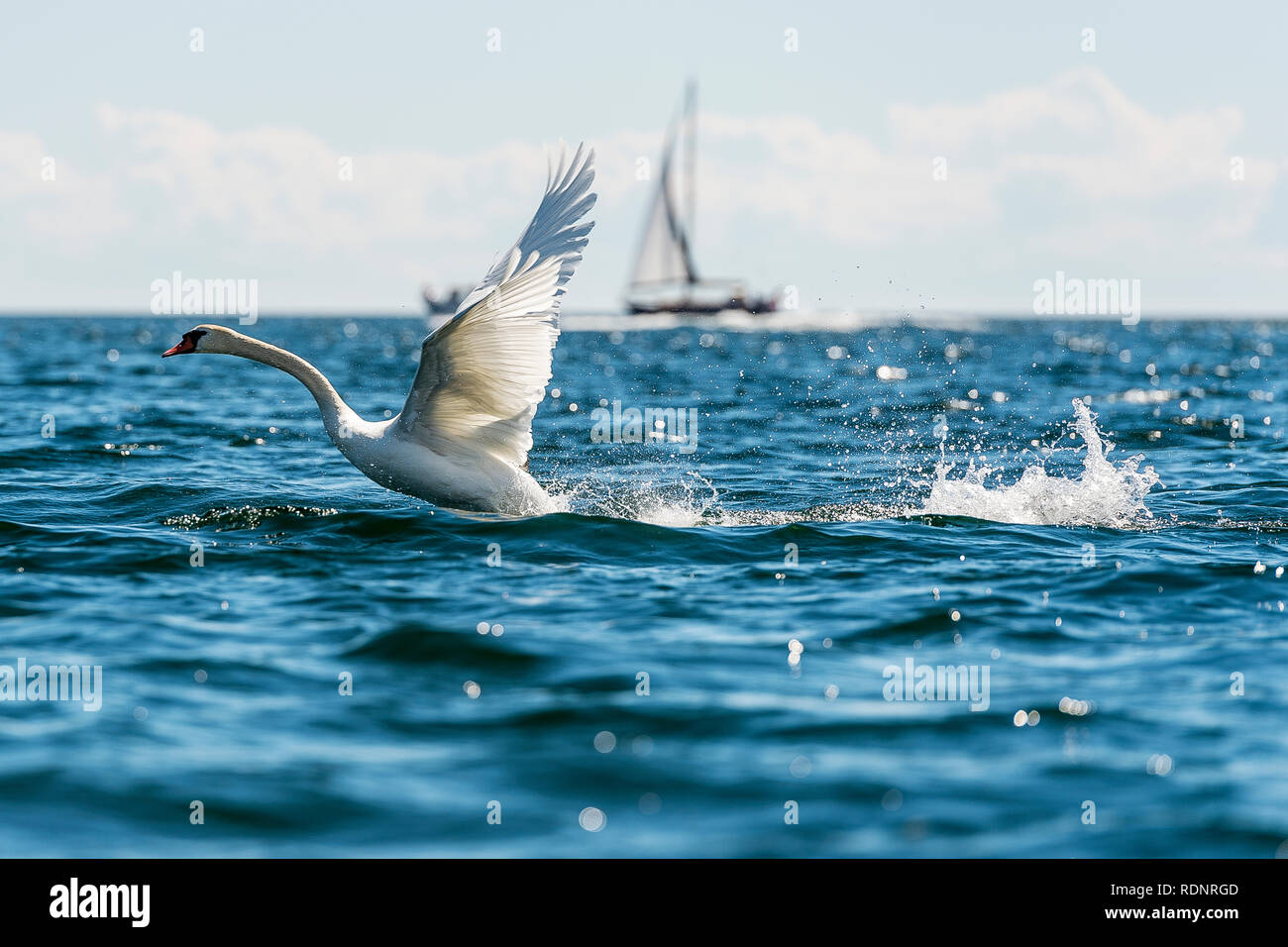 Swan and sailboat in sea Stock Photo