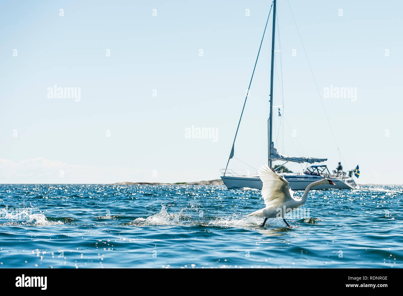 Swan and sailboat in sea Stock Photo