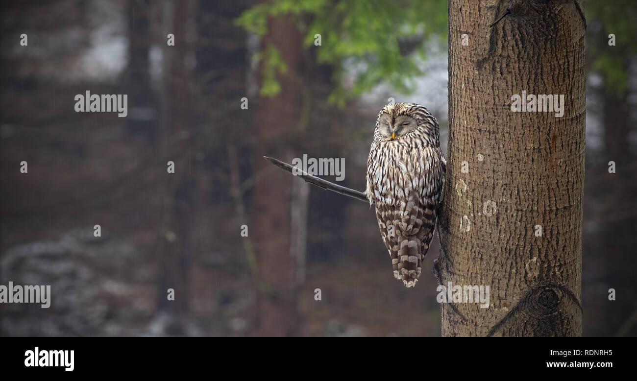 Ural owl, Strix uralensis, sleeping in a forest hidden by a tree. Stock Photo