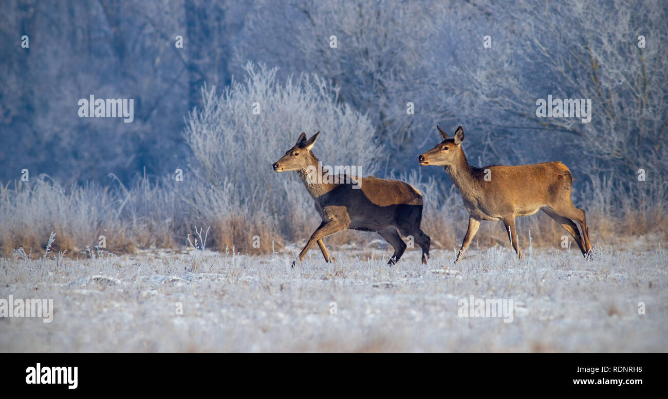 Red deer, cervus elaphus, running on meadow with frost covered grass in winter. Stock Photo