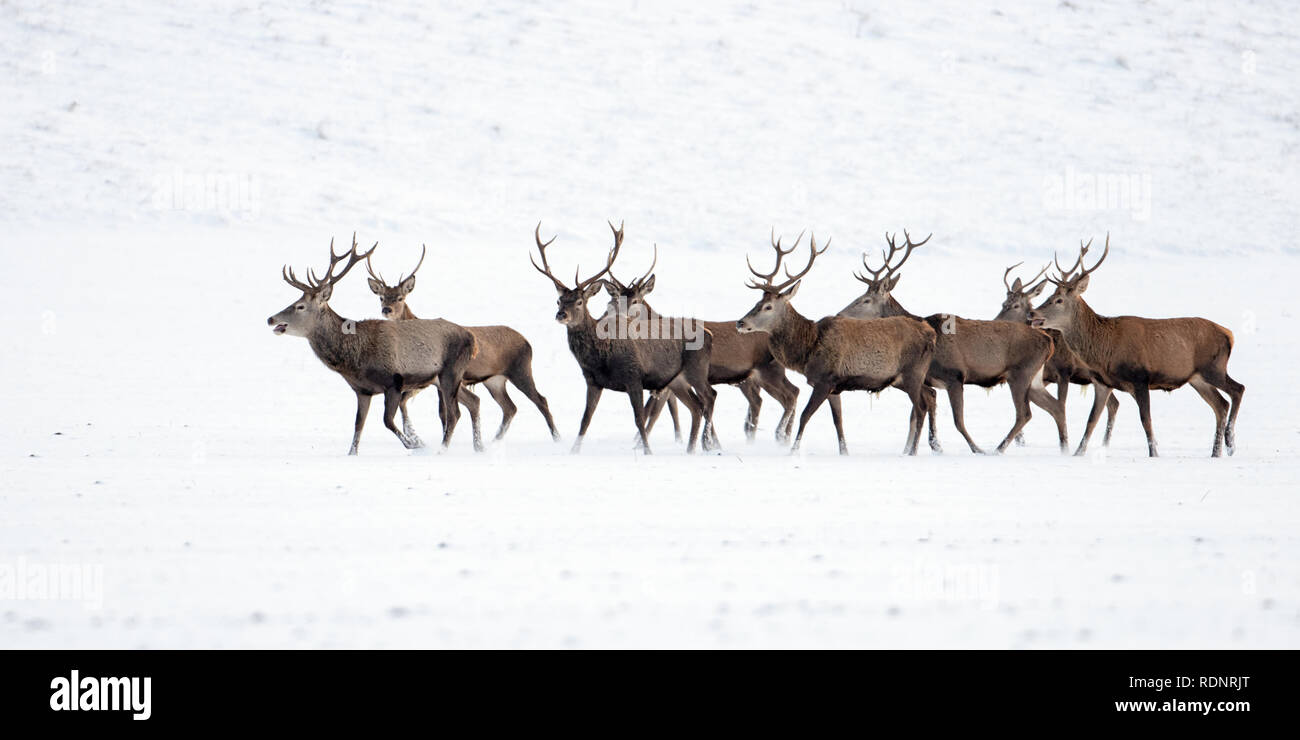Herd of red deer, cervus elaphus, stags in winter on snow. Stock Photo