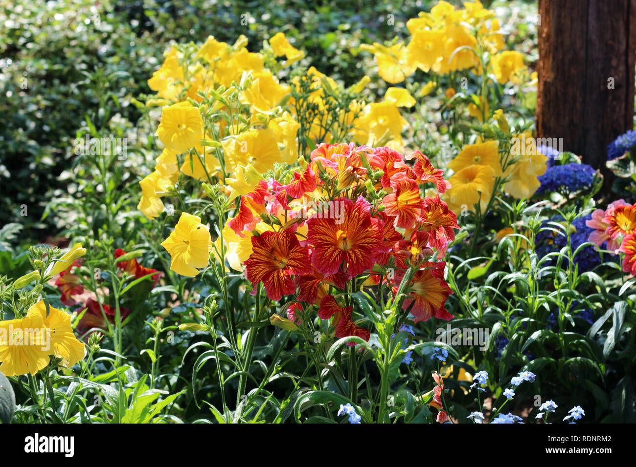 Painted Tongue Flowers, Salpiglossis sinuata, in full bloom, growing in