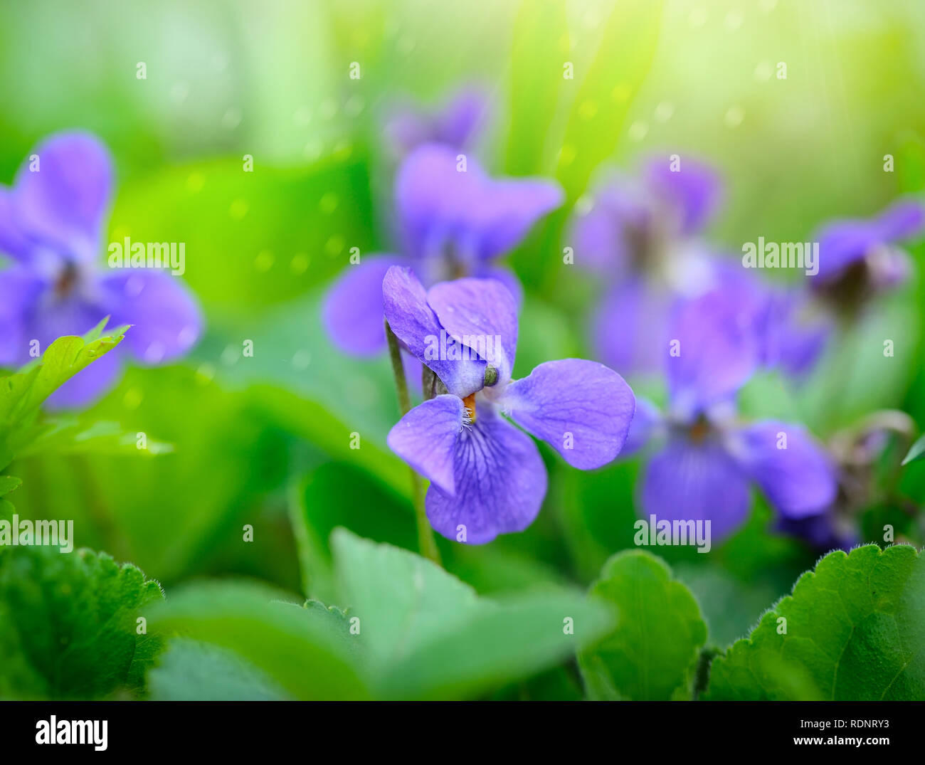 Viola odorata (Sweet Violet, Viola odorata) blooming in spring close-up. Nature background Stock Photo