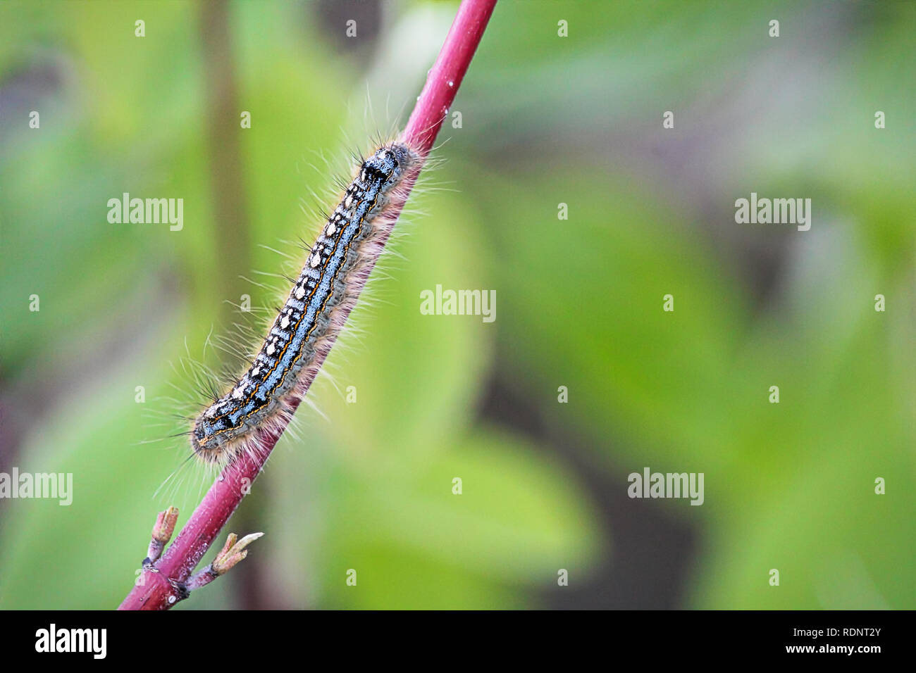 A forest tent caterpillar crawls on a branch Stock Photo Alamy