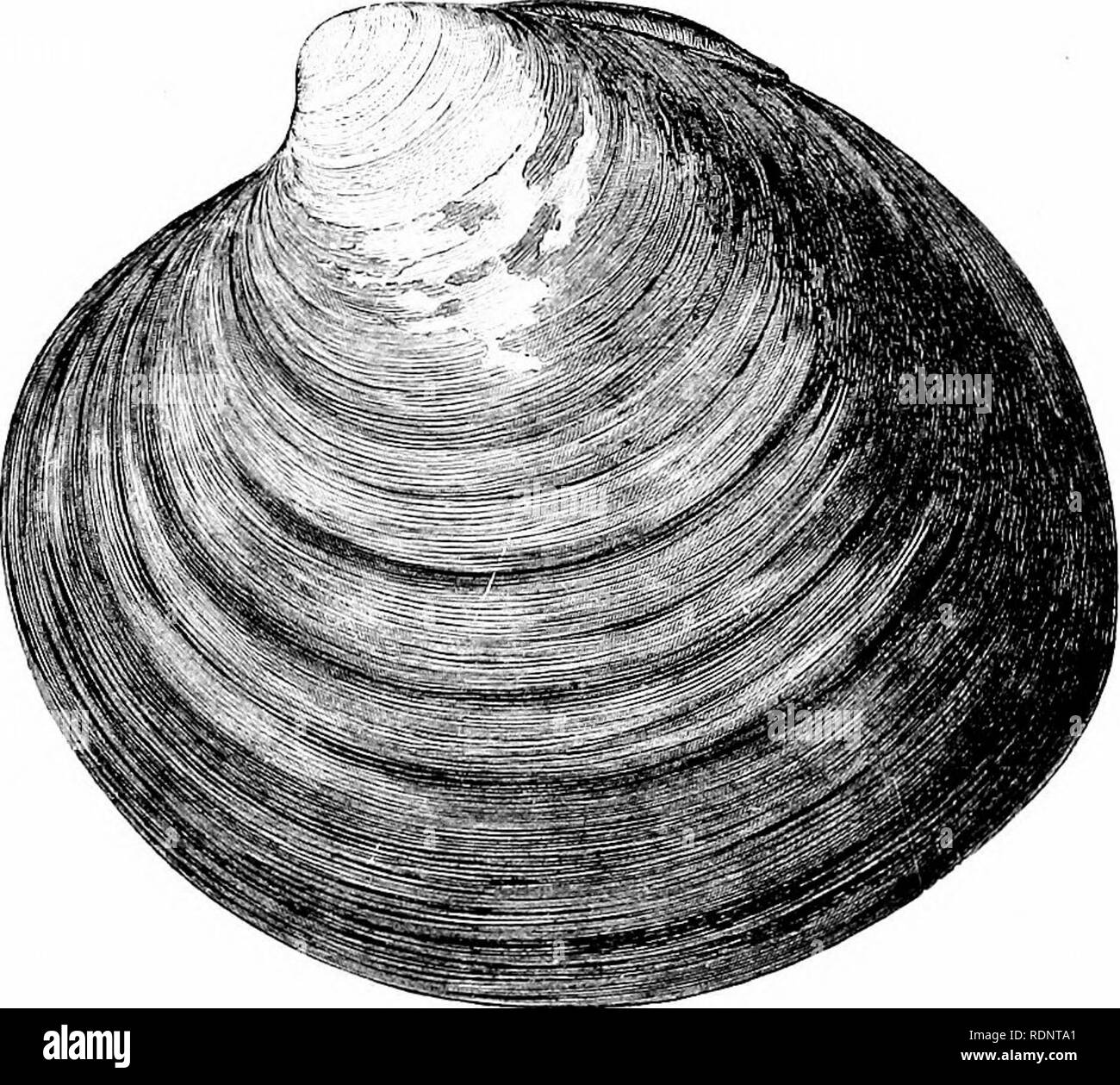 . The fisheries and fishery industries of the United States. Prepared through the co-operation of the commissioner of fisheries and the superintendent of the tenth census. Fisheries. Fig. 6.. Fig. 2. MUSSELS AND SEA CLAMS. Fig, 1. The Beach Clam or Hen Clam, SpisuUi soUdissima, p. 708. Natural size. Fig. '2. The Sea Clam, Cyprina islandica. Natural size. Fig. 3. The Mus.sel, Alijtilus edulis, 13. 709. Fig. 4. The Black Horse Mussel, Modiola nigra. Fig. 5. The Rough Mussel, Modiolaplicatula, p. 709. Fig. &lt;i. The Horse Mussel, Modiola modiolus, p. 709.. Please note that these images are extra Stock Photo