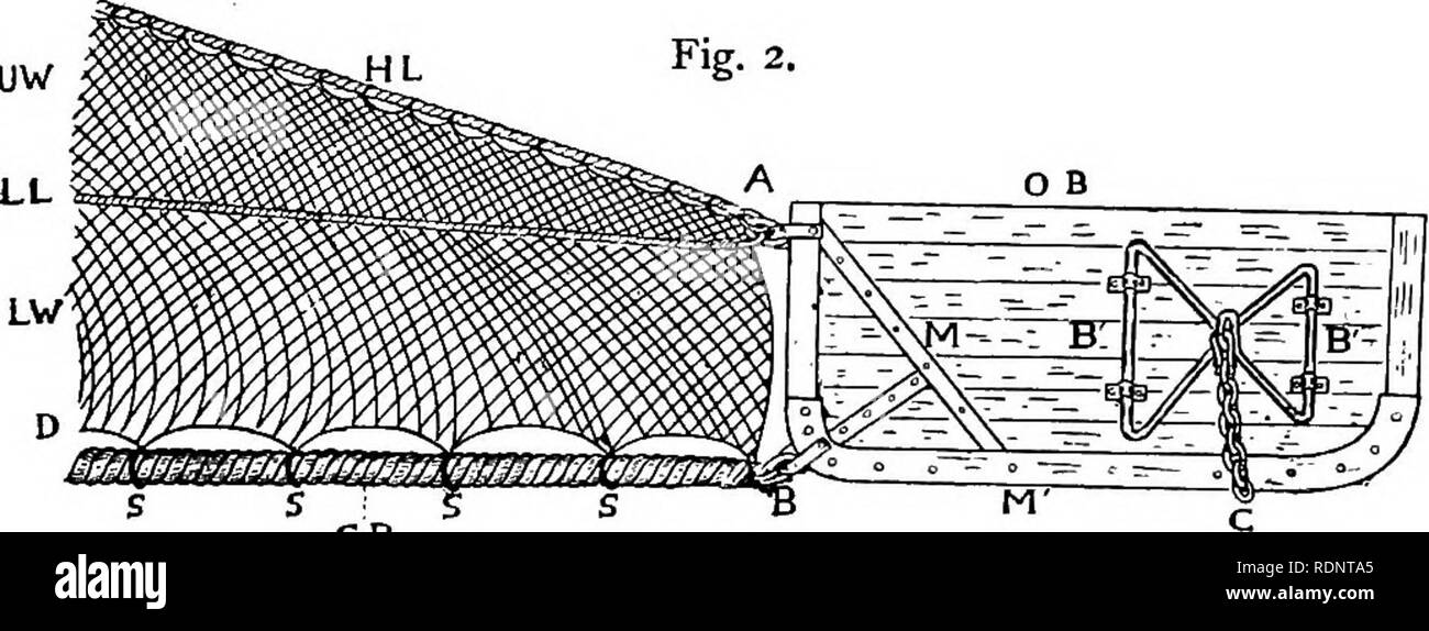 . The sea fisheries. Fisheries; Fisheries. GR Fig. 3- THE OTTER TRAWL. Fig. I.—The otter trawl. Fig. 2.—Attachment of board to net. O B otter board. B iron brackets. C chain to connect with warps. M metal strengthening pieces. M' iron shoe. H L head line. U W upper wing. L W lower wing. L L lacing connecting wings. G R ground rope. D balch of lower wing. S S S twine settings connecting balch to ground rope. A head line and lacing connected to board by shackle. B toe of ground rope connected to board by shackle. Fig. 3.—Bosom of a bobbin foot-rope for use on rough ground. A B balch line on head Stock Photo