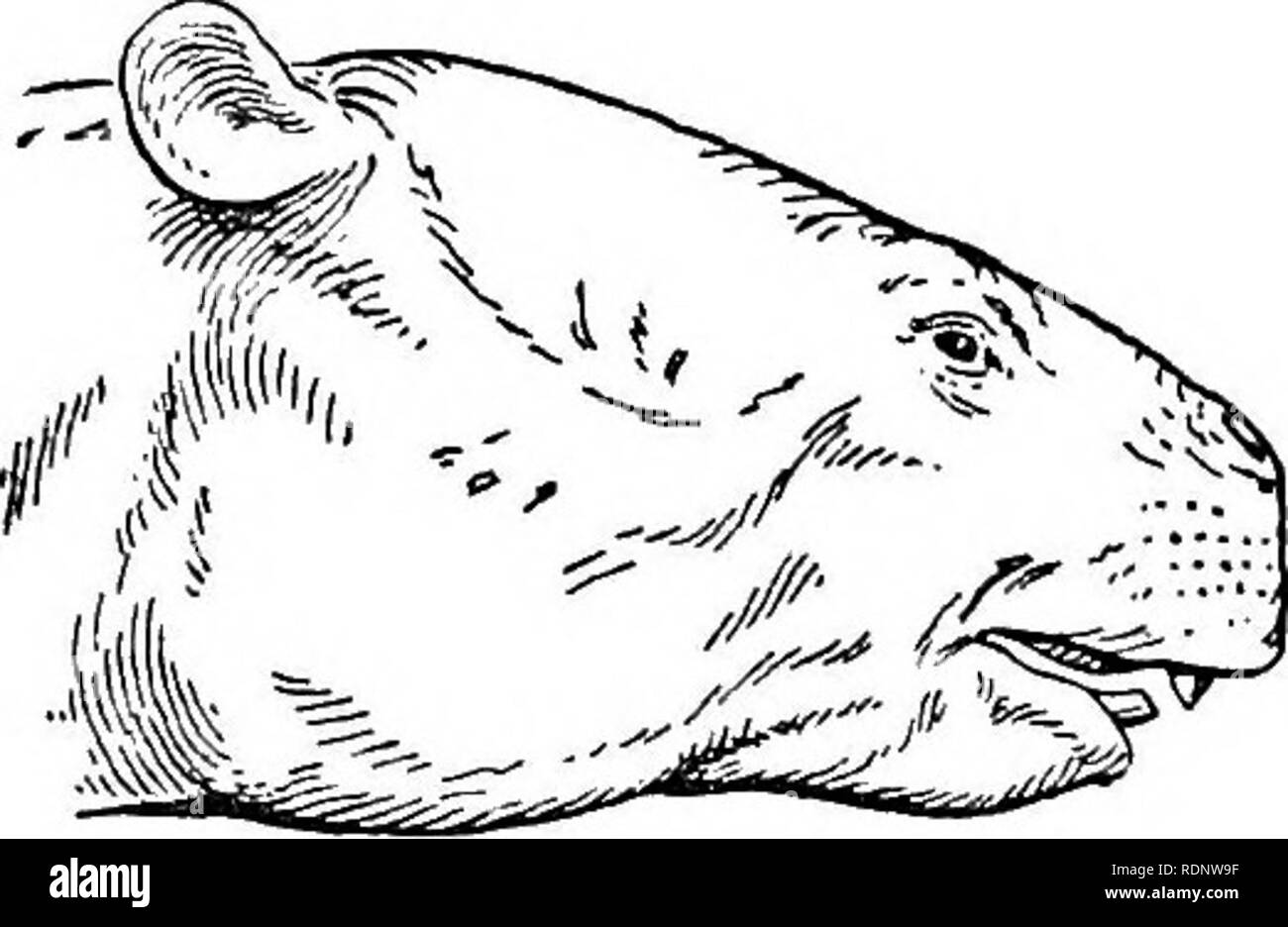 Science from an easy chair; a second series. Science; Natural history. ORIGIN OF THE ELEPHANT'S TRUNK 147 than the others. It is this (seen in Fig. 20) which has grown larger Science from an easy chair; a second series. Science; Natural history. ORIGIN OF THE ELEPHANT'S TRUNK 147 than the others. It is this (seen in Fig. 20) which has grown larger