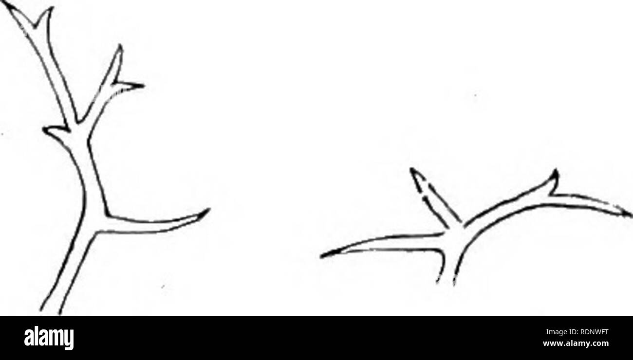 . Report of the Second Norwegian Arctic expedition in the &quot;Fram&quot; 1898-1902 ... &quot;Fram&quot; Expedition. 1898-1902; Natural history; Meteorology. 90 H. G. SIMMONS. [sec. arct. exp. fram Parva, dense caespitosa: folia Integra, anguste lanceolata vel fere linearia, nervo distincto, pilis rigidis, crassis, ciliata, praeterea glabra vel apicem versus pilis similibus (furcatisque) insita. Scapi humiles, aphylli, pilis furcato-stellatis (simplicibusque) obsiti. Inflorescentia pauci- flora, per anthesin subcapitata, demum plus minus elongata. Flores minuti, sepalis angustis, petalis brev Stock Photo