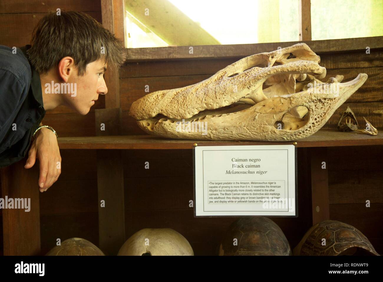 https://c8.alamy.com/comp/RDNWT9/a-boy-looking-at-a-caiman-skull-at-tambopata-national-reserve-peru-south-america-RDNWT9.jpg