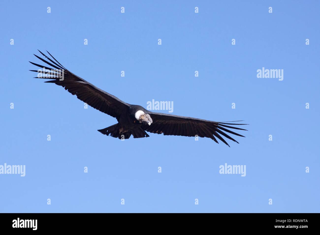 Condor (Cathartidae) in flight, Colca Canyon, Peru, South America Stock Photo
