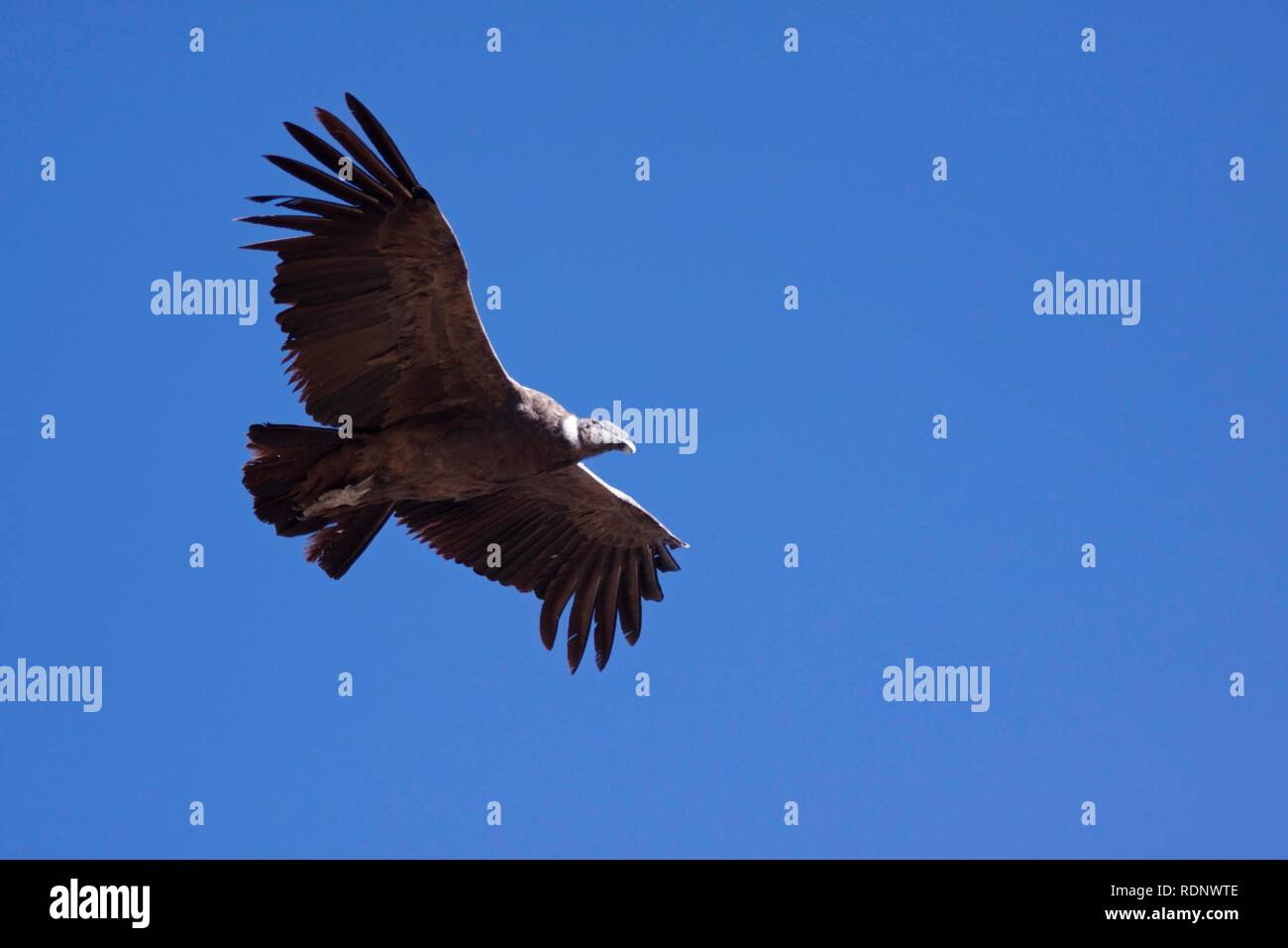 Condor (Cathartidae) in flight, Colca Canyon, Peru, South America Stock Photo