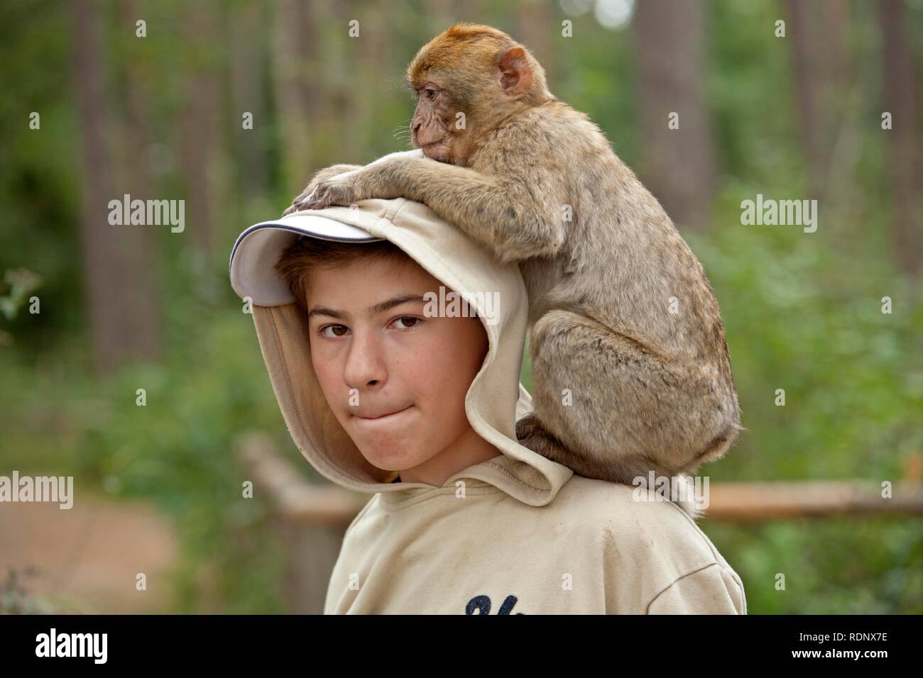 A Barbary Macaque (Macaca sylvanus) sitting on a boy's shoulders Stock Photo
