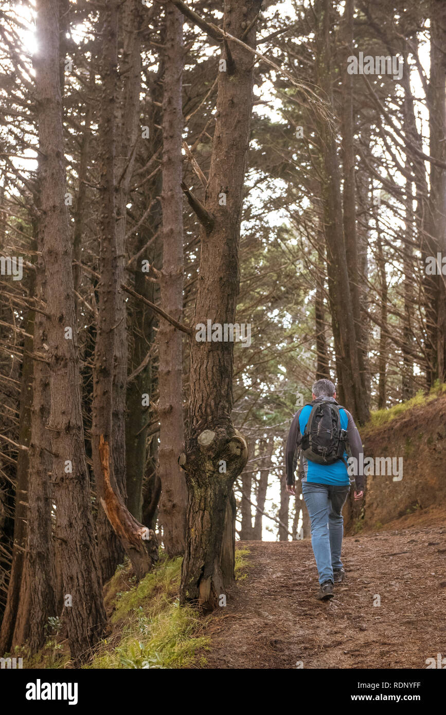 One man hikes up a trail through the forest on Mount Victoria in Wellington, North Island, New Zealand. Stock Photo