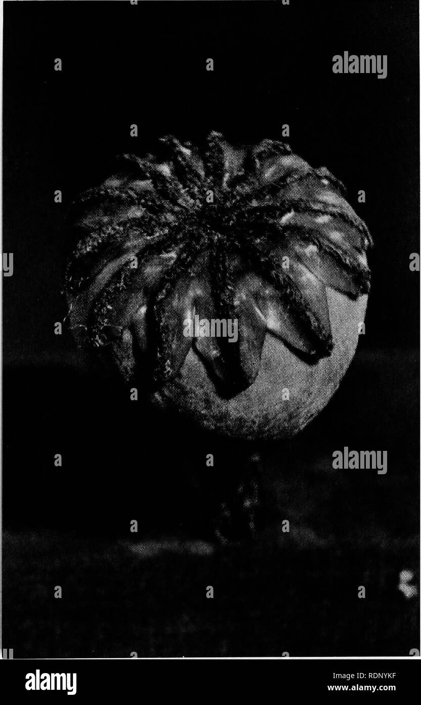 . Luther Burbank, his methods and discoveries and their practical application;. Plant breeding. The Stigma oj a Poppy, Greatly Enlarged The stigma of the flower may be variously modified to facilitate reception of the pollen. This picture shows the curious arrange- ment in the case of a poppy. The pollen grains deposited on this stigmatic surface send out little tubes that penetrate the stigma and ultimately make their way to the ovule or seed case, carrying the nucleus that unites with the nuclues of the egg cell, thus effecting fertilization. Each egg cell is fertilized by a single pollen nu Stock Photo