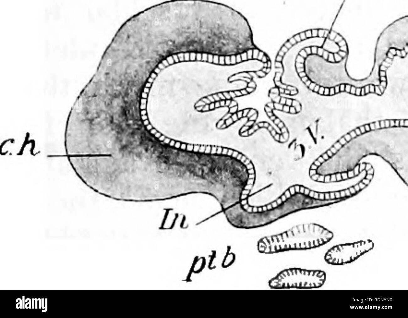 Outlines Of Zoology Zoology Brain 439 Of Growth And Constriction These Three Form The Five Regions Of The Adult Brain When First Formed The Brain Vesicles He In A Straight Line Outlines Of Zoology Zoology Brain 439 Of Growth And Constriction These Three Form The Five Regions Of The Adult Brain When First Formed The Brain Vesicles He In A Straight Line