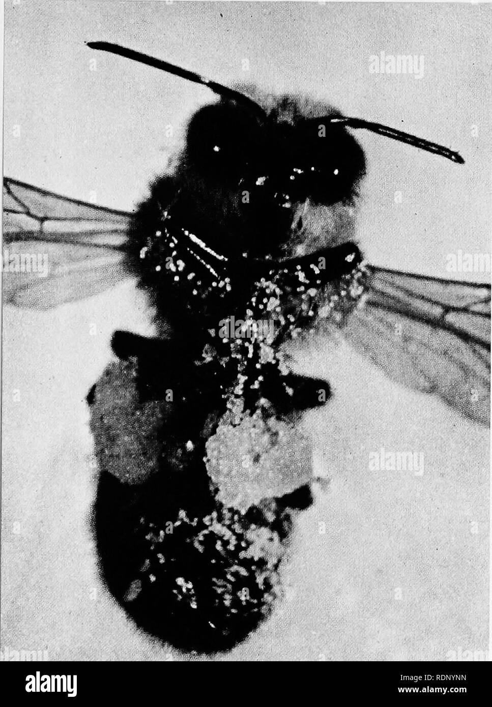 . Luther Burbank, his methods and discoveries and their practical application;. Plant breeding. A Pollen Laden Bee This direct color photograph print shows a bee. greatly enlarged, which was captured in a cactus flower. The pollen grains can be seen sticking to its hairy body, and the fact that, as crawls into the next flower, some of this pollen will find lodgment on the sticky surface of a receptive stigma is easily realized. The bees gather pollen not only for distribution but for their own uses. The two large splotches of pollen shown beneath the second pair of legs are &quot;pol- len doug Stock Photo