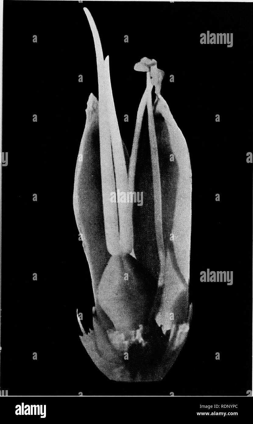 . Luther Burbank, his methods and discoveries and their practical application;. Plant breeding. How the Carnation Insures Variation—I This direct color photograph print, greatly enlarged. shows that the carnation has perfected a device for insuring variation equally ingenious as the geranium's. This photograph shows the pistil, arising from the yellowish egg nest, closed and unreceptive at the time that the pollen, which may be seen on the two stamens at its right, is ready for distribution.. Please note that these images are extracted from scanned page images that may have been digitally enha Stock Photo