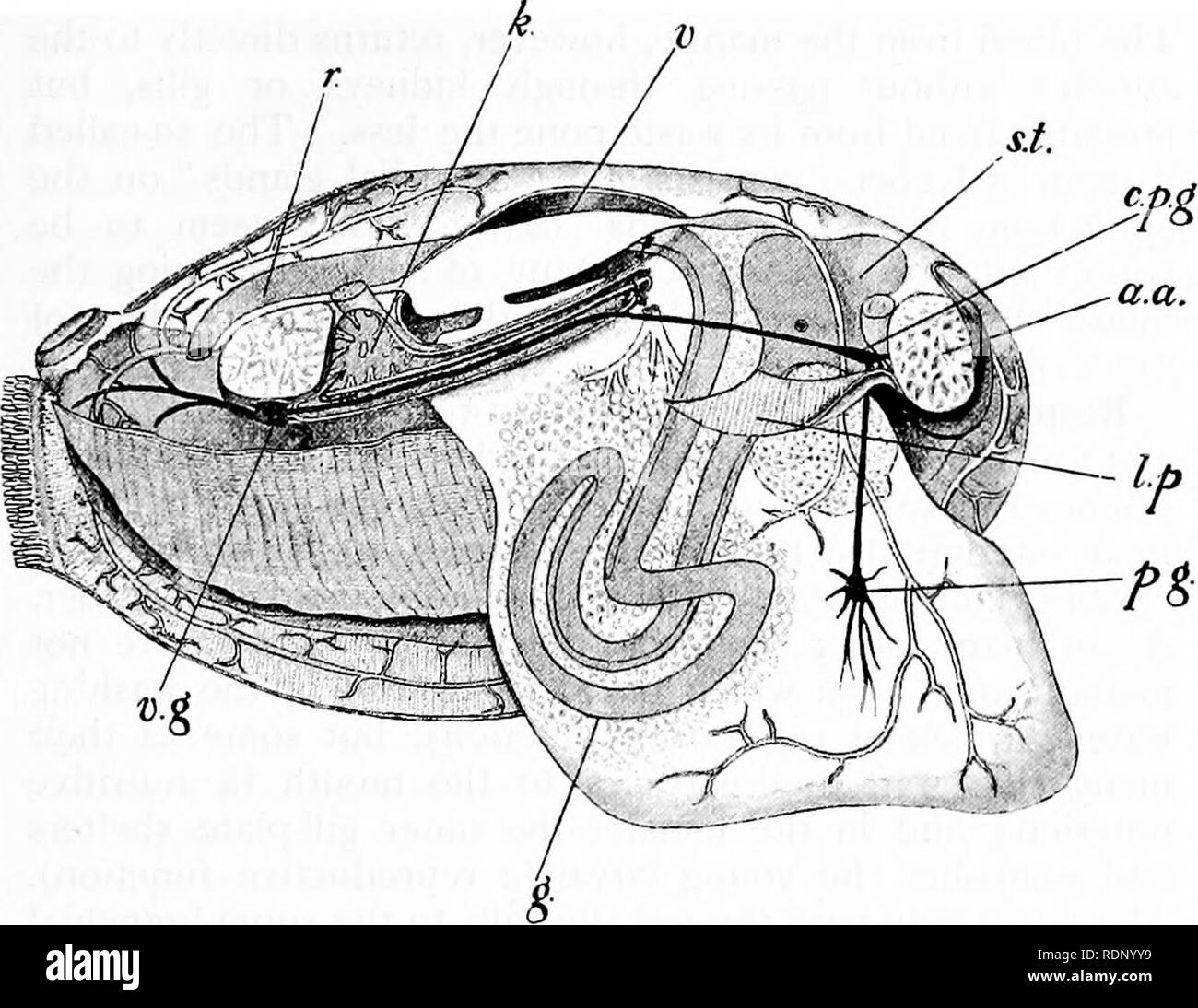 . Outlines of zoology. Zoology. VASCULAR SYSTEM. 35i intestine, which has in part a folded wall like that of the earthworm coils about in the foot, ascends to the peri- cardium, passes through the ventricle of the heart, and ends above the posterior adductor at the exhalant orifice. Vascular system.—The heart lies in the middle line on. FrG. 153.—Structure of Anodonta.—After Rankin. «.«., Anterior adductor; c.j*.r., cerebro-pleural ganglia; st., stomach ; z»., ventricle, with an auricle opening into it ; k., kidney, above which is the posterior retractor of the foot ; r., rectum ending above p Stock Photo