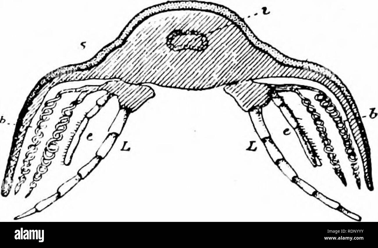 . Outlines of zoology. Zoology. 336 ARACHN01DEA AND PALMOSTRACA. The limbs seem to be more like those of Crustaceans than those of Arachnoids, and the occurrence of antennae, observed by Linnseus (1759), and recently cor- roborated, accentuates the resemblance. The affinities with Limtdus, according to the views of other authorities, justify the association of Trilobites and Arach- noids. A compromise may be perhaps effected by regarding the Trilo- bites as an offshoot from a stock ancestral to. Fig , 146.—Vertical cross-section of a Trilobite (Calymene).—After Walcott. Intestine ; s.} shield  Stock Photo