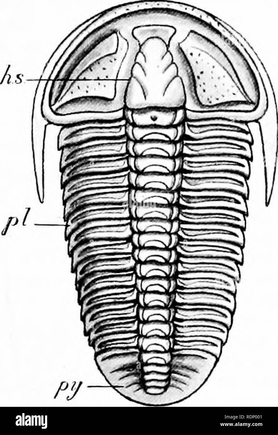 . Outlines of zoology. Zoology. TRILOBITA. 335 borne six pairs of appendages of varying shape, two lateral compound eyes, and two median ocelli. On the ventral surface of the thorax there are five pairs of gills covered by flat plates, of which the most anterior pair are very large, and form the so-called operculum (cf. Limulus). The surface of the body was covered with scales. Some of the Eurypterids reached a length of 6 ft. This order is sometimes placed near the Crustacea, but the general opinion seems to be that which links them through Limulus to Arachnoids. Order 3. Trilobita. Trilobite Stock Photo
