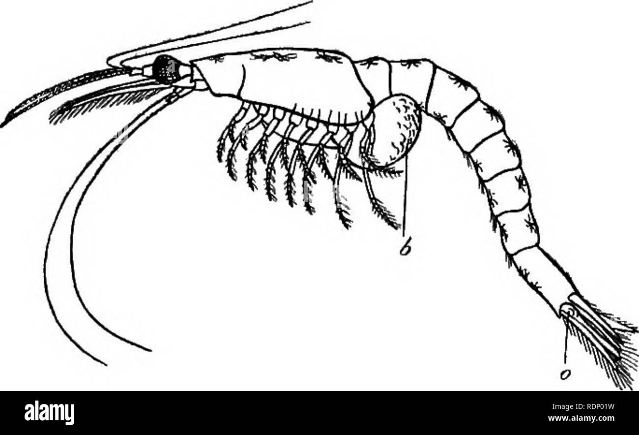 . Outlines of zoology. Zoology. MALACOSTRACA, 273 Order 4. Decapoda.—The shield is large and firm, and is fixed to • the dorsal surface of all the thoracic segments. Of the thoiacic appendages, the first three pairs are maxillipedes, the five other pairs are jointed walking legs (whence the term Decapod). Sub-order I. Macrura.—Abdomen long. Homarns (lobster); Nephrops (Norway lobster, sea crayfish); Astacus (fresh- water crayfish); Palinurus (rock lobster), whose larva was long known as the glass-crab (Phyllosoma); Pencrus, a shrimp which passes through Nauplius, Zosea, and Mysis stages; Lucif Stock Photo