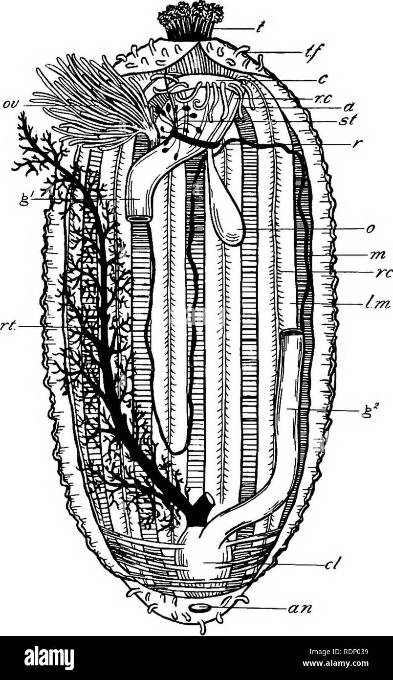 . Outlines of zoology. Zoology. Fig. 103.—Dissection of Holothurian {Holothuria tubulosa) from the ventral surface. /., Tentacles surrounding the mouth; t.f.% scattered tube-feet of ventral surface ; c., calcareous ring surrounding the food canal; a., ampullae of tentacles (modified tube-feet); r., circular vessel surrounding the gullet, giving off the branched stone canal (j/.), the single Polian vesicle (a.), and the five radial canals (r.c.) which run forwards, pass through the calcareous ring, and then curve outwards to run on the surface of the longitudinal muscles (l.m.) throughout the b Stock Photo