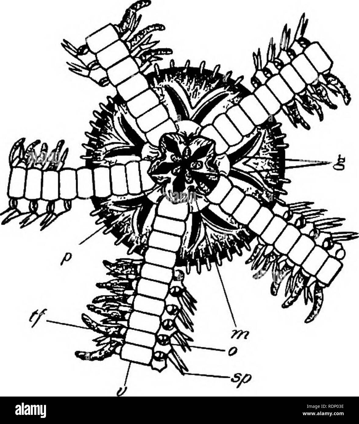 . Outlines of zoology. Zoology. ECHINOIDEA. 231 in and out of these pockets, which probably have both respiratory and excretory functions. The free-swimming larva is a Pluteus, very like that of Echinoids (see Fig. 98). Ophiuroids are first found in Silurian strata. Classification.— 1. Euryalida. Skin without plates; arms simple or branched, and capable of being rolled up. Astro- phyton; Gorgono- cephalus. 2. Ophiurida. Skin with plates; arms simple. Oph iopholis, Op hiocoma, Ophiothrix, are common gen- era. Amphiura squa- mata is herma- phrodite. Class ECHINOIDEA. Sea - Urchins, e.g. the comm Stock Photo