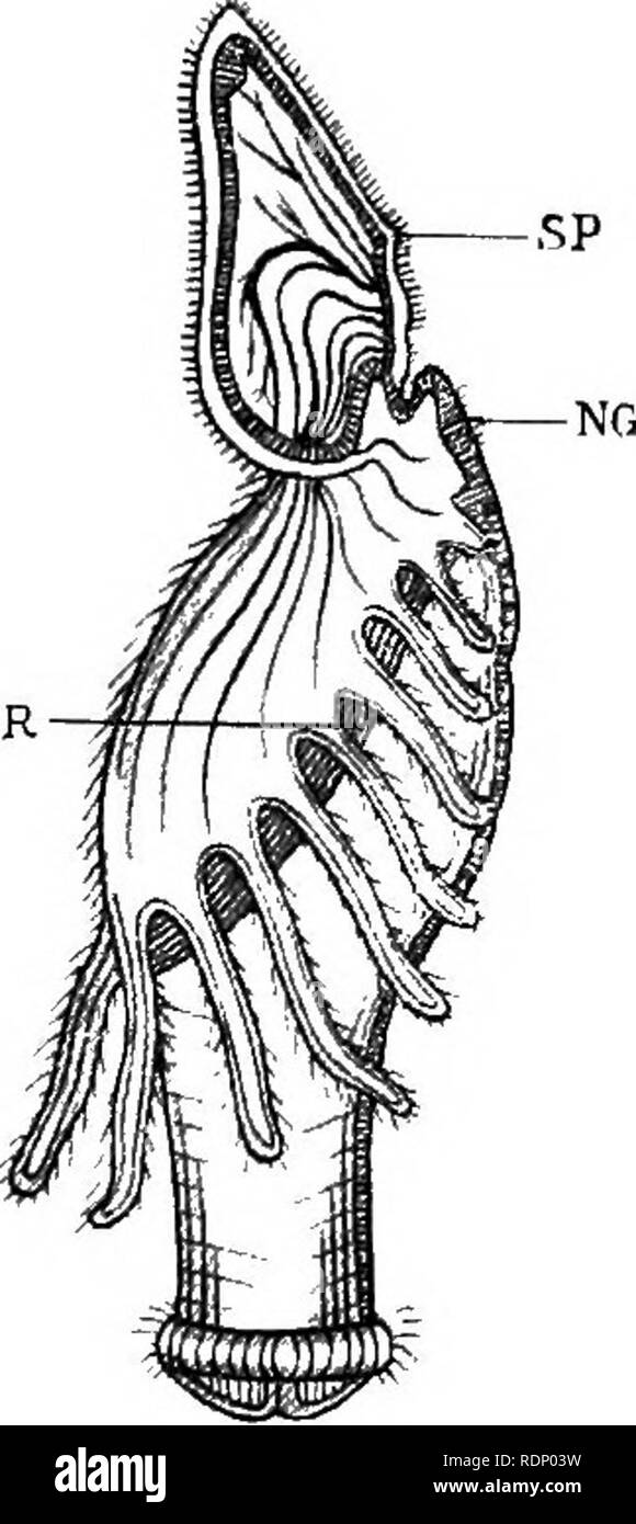 . Outlines of zoology. Zoology. 220 SEGMENTED WORMS OR ANNELIDA. The development is in most cases insufficiently known, and it is probable that further knowledge of it will remove these sets of animals from their apparently anomalous position. CNR Class Phoronoidea. This class has been erected for the single genus Phoronis, which has been associated both with the Gephyrea and with Polyzoa. With the removal of Cephalodiscus and Rhabdopleura from the last - named group to the Hemichorda, Phoronis has been left in a somewhat isolated position. Recently it has been proposed by Mr. Masterman to re- Stock Photo