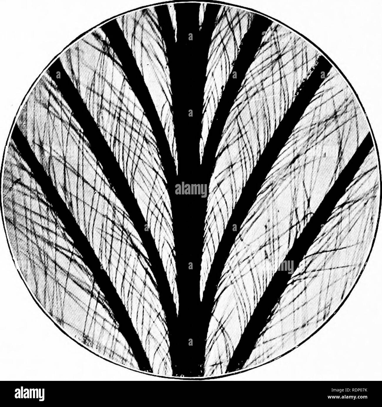 Minute Marvels Of Nature Being Some Revelations Of The Microscope Exhibited By Photomicrographs Taken By The Author Natural History Microscopes F G 177 Feather Of An Emu Please Note That These Images