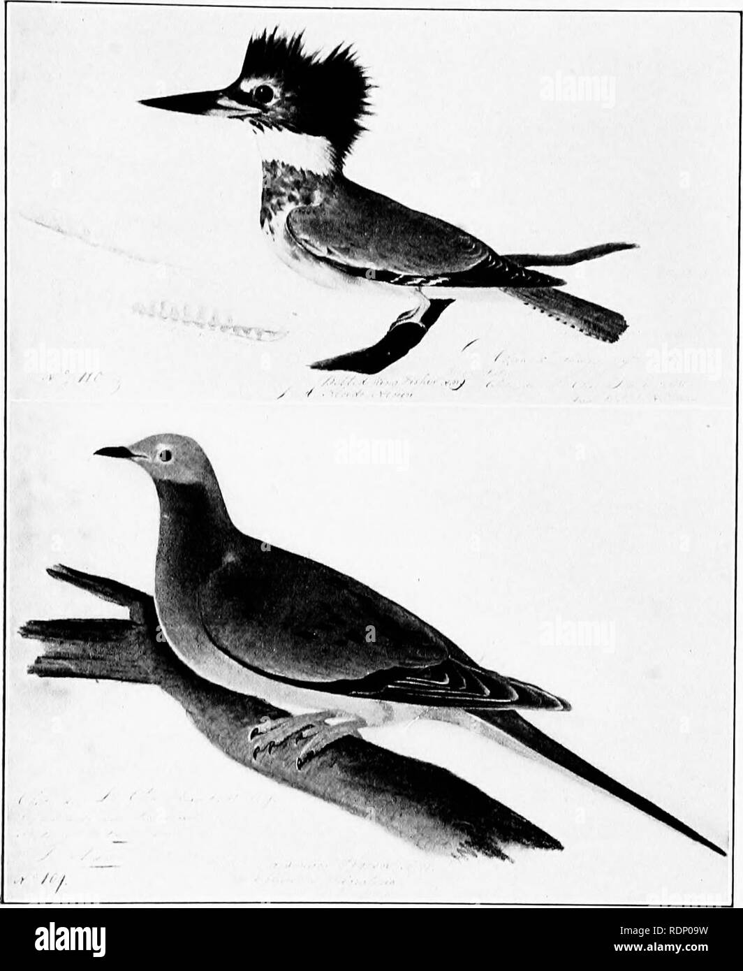 . Audubon the naturalist; a history of his life and time. Audubon, John James, 1785-1851; Ornithologists. KAKr.v r N i'rMi.isiii:i) diiawixcs or A:Mi:itiCAN jiiiidh: Aititvi;, &quot;[.'aloion d'a.'mkk- Kjri: si;i-i'i;n'iui(&gt;n AM'; iti'rioN. KiN(i fisukii. ciiutI': dm i.'iiiiio jih.v 15, IHOS. ni;i,ii:i) kim; iisiiiiit . w.-.r. a. ai.ckdo alcion. i&gt;it,'N itv J. .). ArnritoN. No. 110;&quot; niii.nw, &quot;i'Asskxckh piciion- a. w. (OIIMI M  :t Kilt A'lOlM A. ('IIT'li; l)K I.'oTTH). DKC'K Tl It. 11, IHOO. 1-? i'i:nn'i:s a i.a (JcimM'; tuks i':ta(1i;i:. Ai'i'i:!!': iri wii.n ricKox. .r Stock Photo