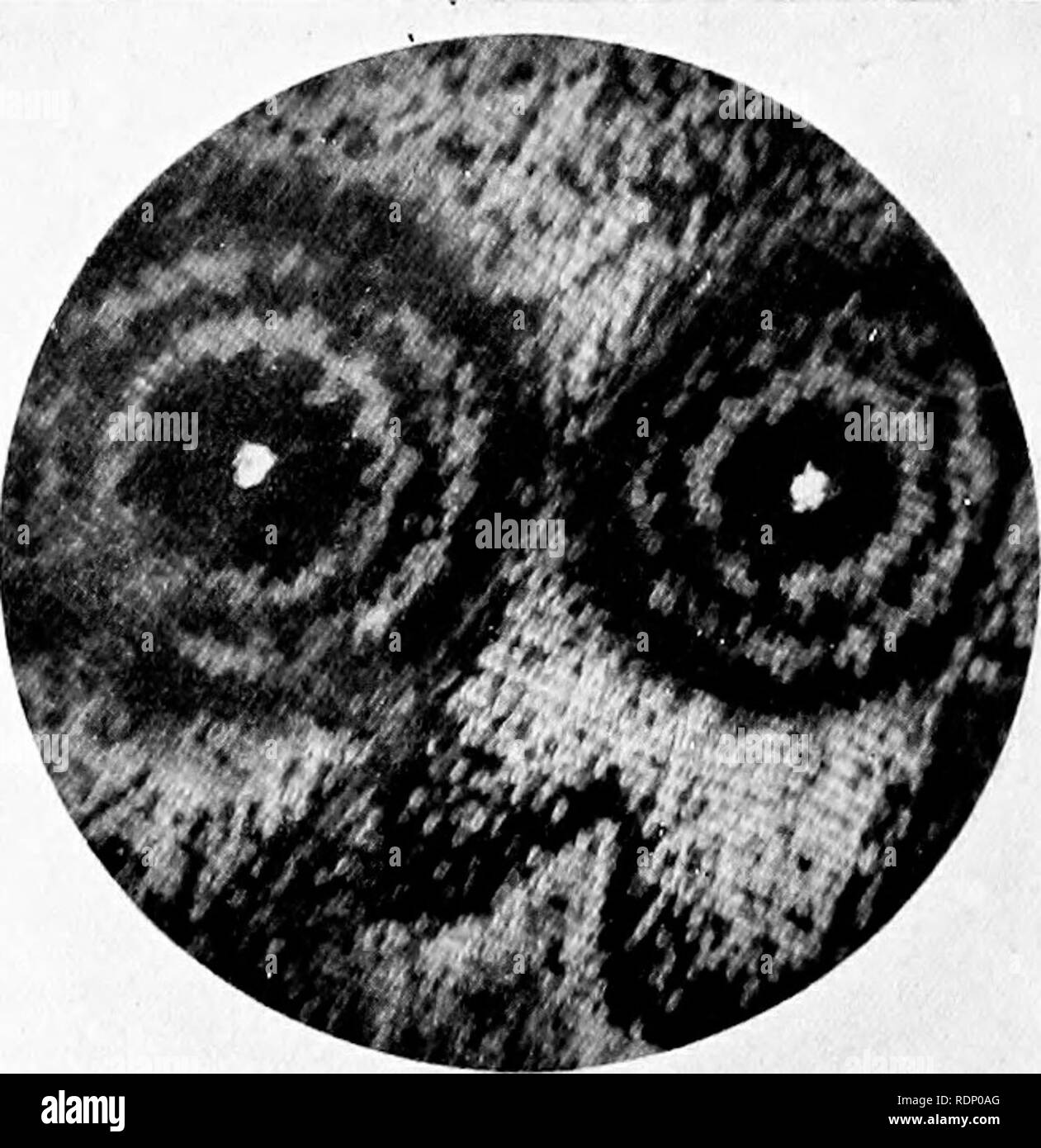 . Minute marvels of nature, being some revelations of the microscope ...