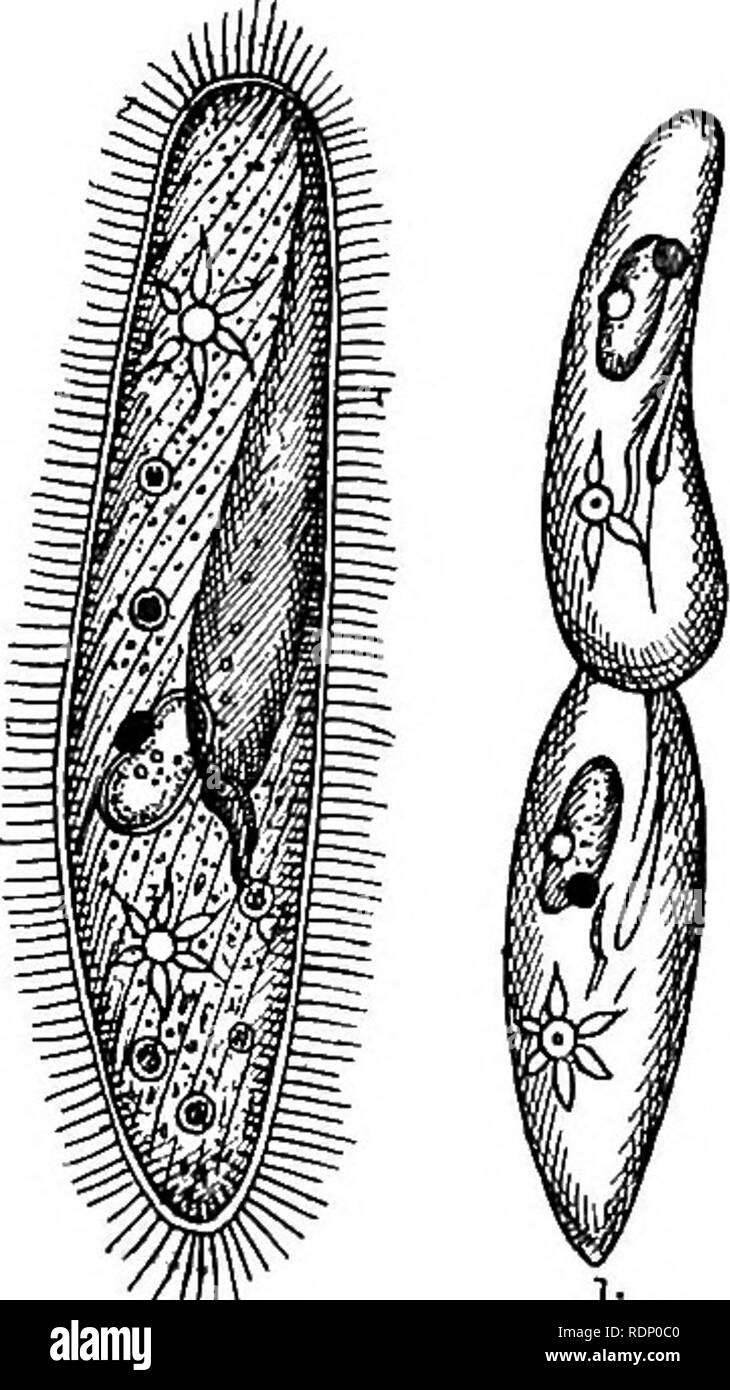 . Outlines of zoology. Zoology. 90 PROTOZOA THE SIMPLEST ANIMALS. Fourth Type—Paramecium. Paramceaum, a type of Infusorians, especially of those which are uniformly covered with short cilia (Holotricha). Description.—Specimens of Paramtzcium may be readily and abundantly obtained by leaving fragments   of hay to soak for a few days in a glass of water. A few individuals have been lying dormant about the plant; they revive and multiply with extraordinary rapidity. They are also abundant in most stagnant pools, and are just visible when. Please note that these images are extracted from scanned p Stock Photo