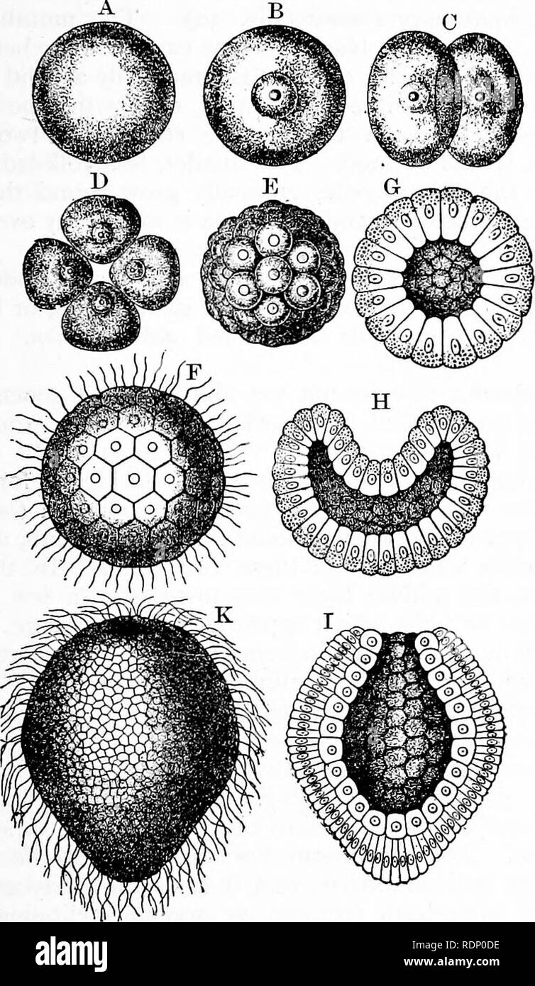 . Outlines of zoology. Zoology. GASTRULA. 65 establishment of the two