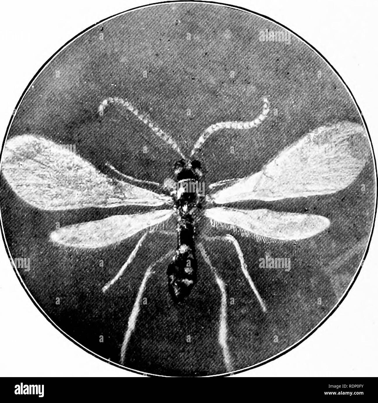 Neuston Insect . Minute marvels of nature, being some revelations of the microscope ...