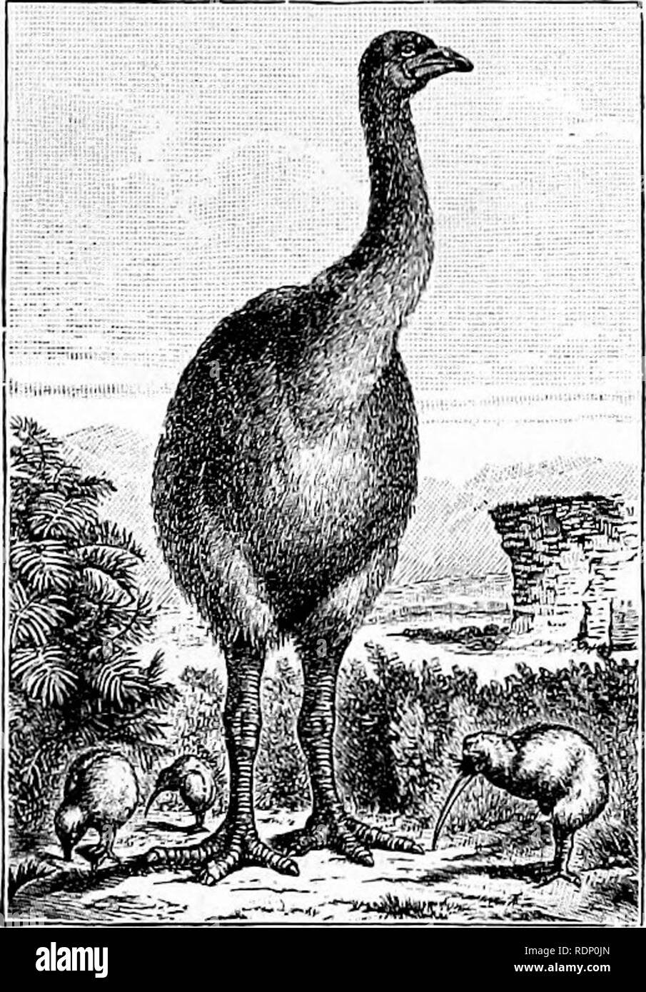 . Outlines of zoology. Zoology. Fig. 2.—Phenacodus, a primitive extinct Mammal.—After Cope. (&lt;r) Prolotheria, Ornithodelphia, or Monotremes — the egg-laying duckmole (Ornithorhynchus), Echidna, and Proechidna. Birds.—There can be no hesitation as to the class which ranks next to Mammals. For Birds are in most respects as highly developed as Mammals, though in a different direc- tion. They are character- ised by their feathers and wings, and many other adaptations for flight, by their high temperature, by the frequent spongi- ness and hollowness of their bones, by the tend- ency to fusion in Stock Photo