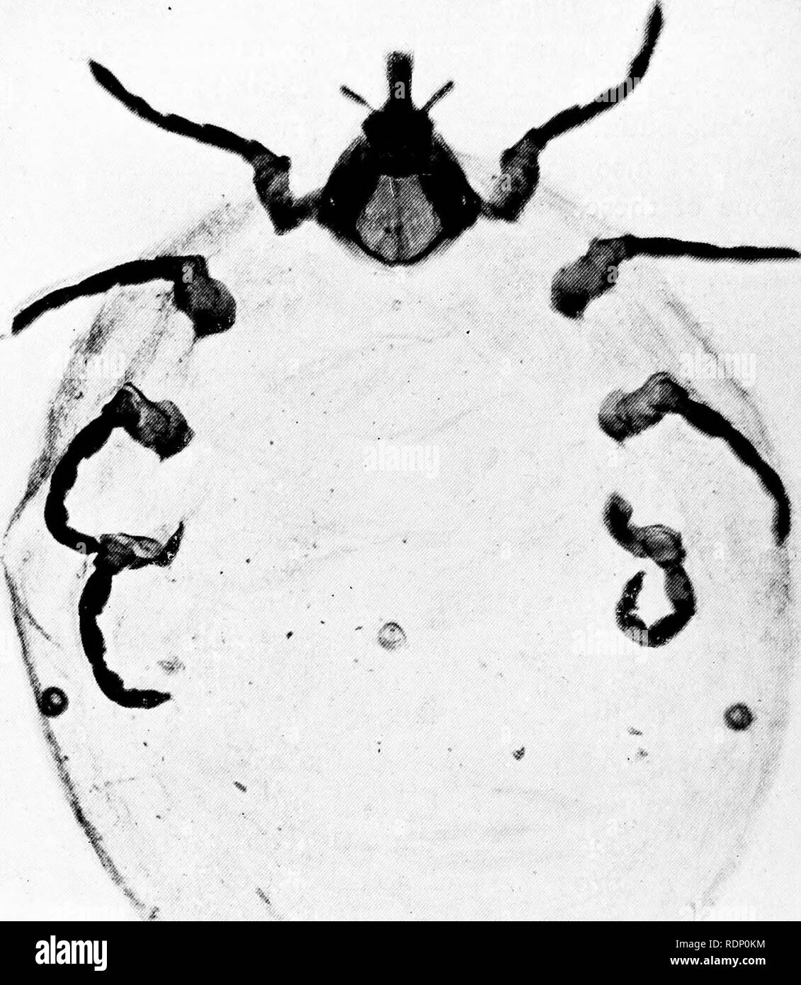 Minute Marvels Of Nature Being Some Revelations Of The Microscope Exhibited By Photomicrographs Taken By The Author Natural History Microscopes Quot A A A L Ig Ii6 Parasite Ol The Tawny Owl Please Note