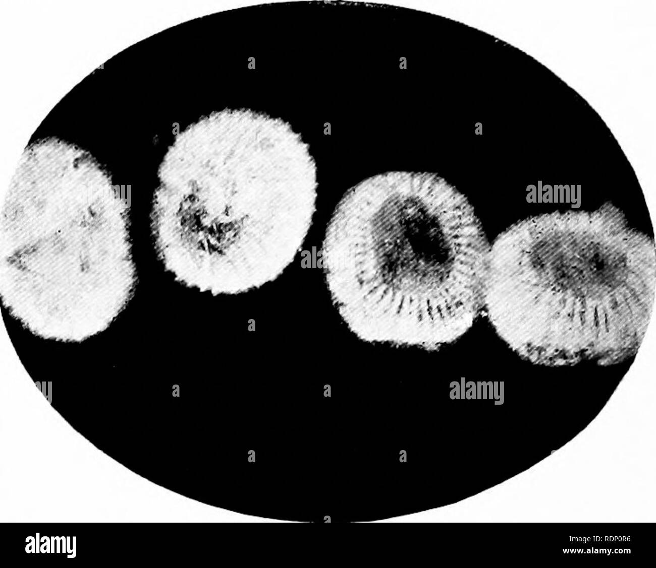 . Minute marvels of nature, being some revelations of the microscope ...